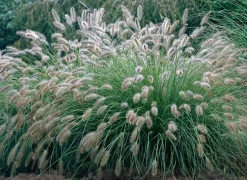 Lampenputzergras (Pennisetum alopecuroides 'Hameln') D 17 H 40 cm