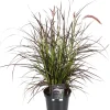 Lampenputzergras (Pennisetum x advena 'Summer Samba') D 19 H 50 cm