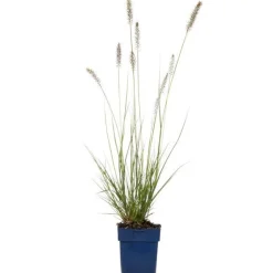 Lampenputzergras (Pennisetum alopecuroides 'Hameln') D 19 H 10 cm
