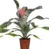 Lanzenrosette (Aechmea 'Primera') D 15 cm H 60 cm