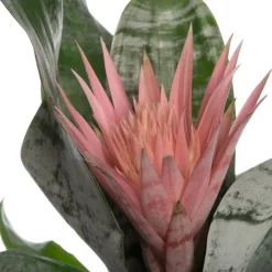 Lanzenrosette (Aechmea 'Primera') D 15 cm H 60 cm