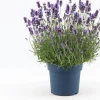 Lavendel (Lavandula angustifolia 'Felice Premium Provence') D 19 H 45 cm
