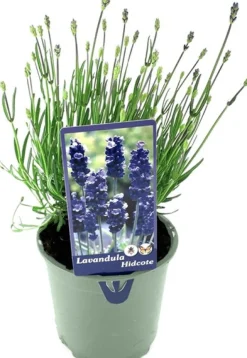 Lavendel (Lavandula angustifolia 'Hidcote') D 13 H 15 cm