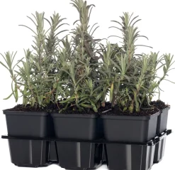 Lavendel (Lavandula angustifolia) D 9 H 10 cm 6 Pflanzen