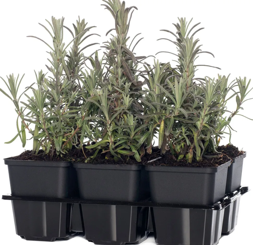 Lavendel (Lavandula angustifolia) D 9 H 10 cm 6 Pflanzen