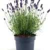 Lavendel (Lavandula angustifolia 'Felice Premium') D 15 H 30 cm