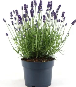 Lavendel (Lavandula angustifolia 'Felice Premium') D 15 H 30 cm