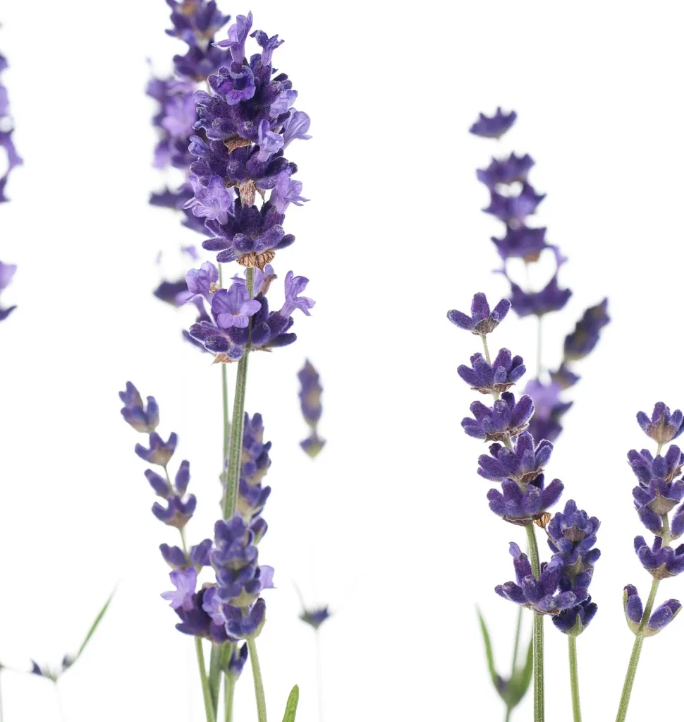 Lavendel (Lavendula angustifolia 'Hidcote') D 13 H 20 cm