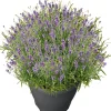Lavendel (Lavendula angustifolia 'Essence Purple') D 26 H 50 cm