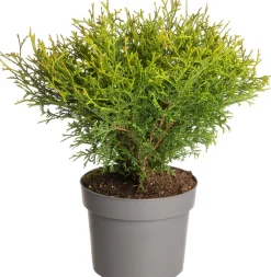 Lebensbaum (Thuja occidentalis 'Tiny Tim') D 17 H 15 cm