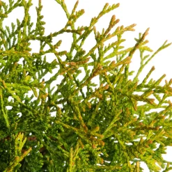 Lebensbaum (Thuja occidentalis 'Tiny Tim') D 17 H 15 cm