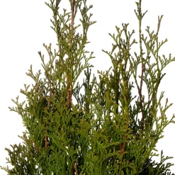 Lebensbaum (Thuja occidentalis 'Smaragd') D 21 H 70 cm