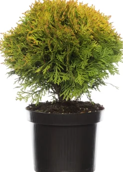 Lebensbaum (Thuja occidentalis 'Mirjam') D 17 H 15 cm