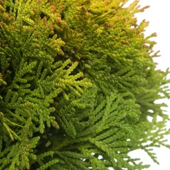 Lebensbaum (Thuja occidentalis 'Mirjam') D 17 H 15 cm