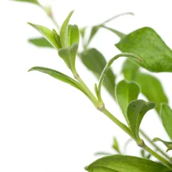 Leimkraut (Silene schafta) D 11 H 10 cm