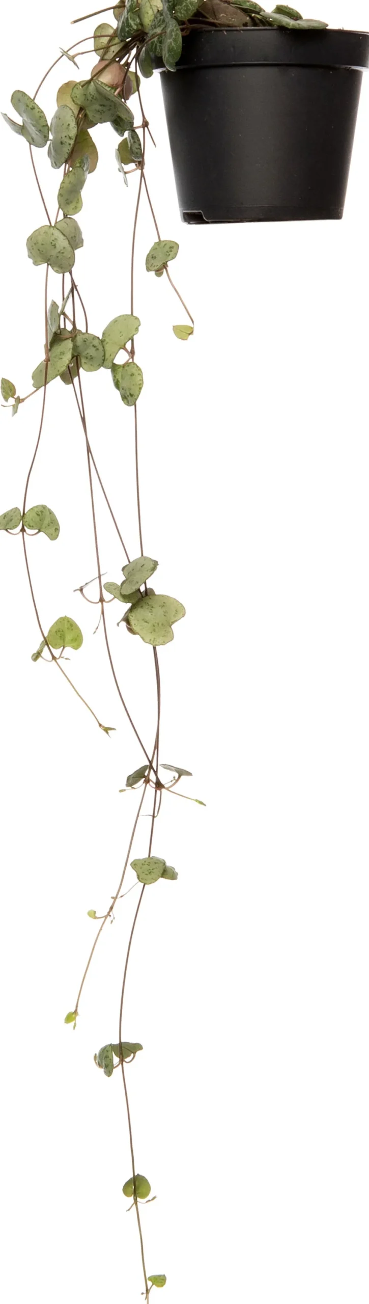 Leuchterblume (Ceropegia woodii) D 8 H 30 cm