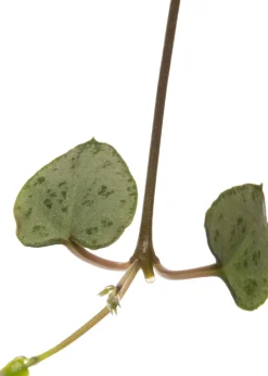 Leuchterblume (Ceropegia woodii) D 8 H 30 cm