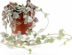 Leuchterblume (Ceropegia woodii 'Variegata') D 8 H 15 cm