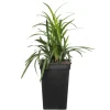 Lilientraube (Liriope muscari 'Moneymaker') D 19 H 30 cm