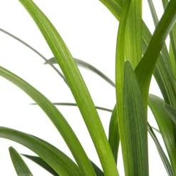 Lilientraube (Liriope muscari 'Moneymaker') D 19 H 30 cm