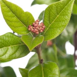 Lorbeer-Schneeball (Viburnum tinus) D 23 H 30 cm