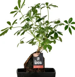 Lova Arrangement Strahlenaralie (Schefflera) D 17 H 30 cm