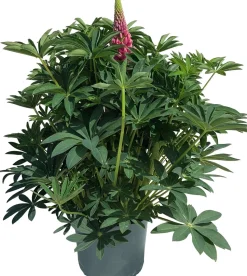 Lupine (Lupinus arcticus 'Gallery') D 19 H 50 cm