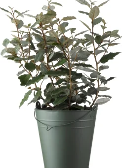 Ölweide (Elaeagnus ebbingei 'Compacta') D 19 H 50 cm