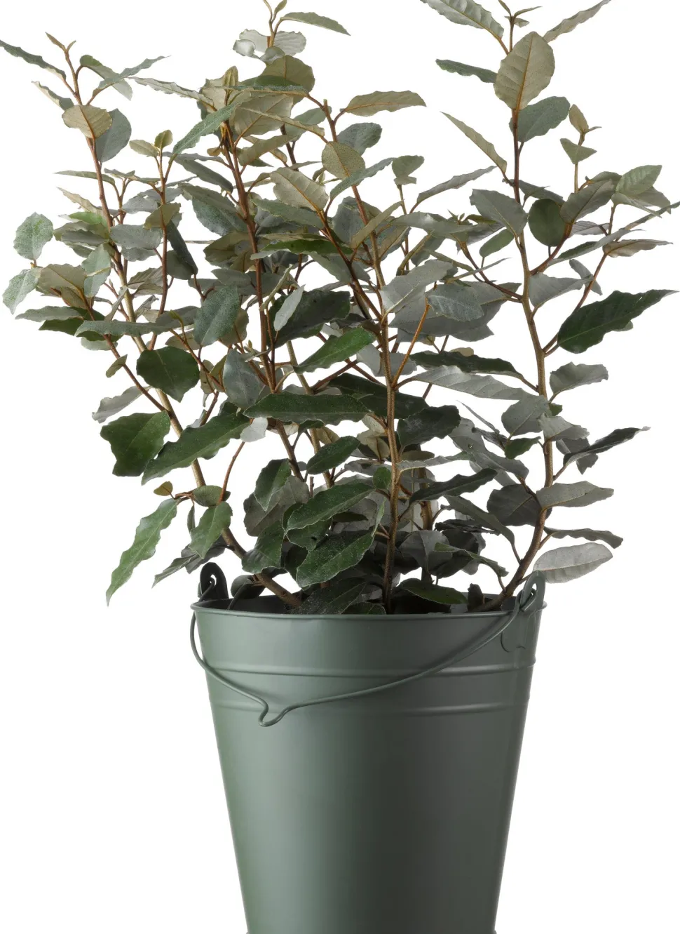 Ölweide (Elaeagnus ebbingei 'Compacta') D 19 H 50 cm