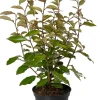 Ölweide (Elaeagnus ebbingei 'Compacta') D 23 H 60 cm