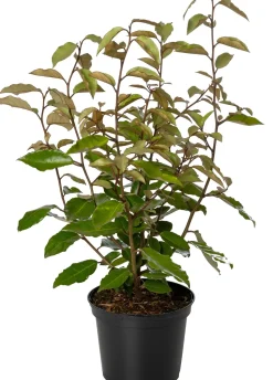 Ölweide (Elaeagnus ebbingei 'Compacta') D 23 H 60 cm