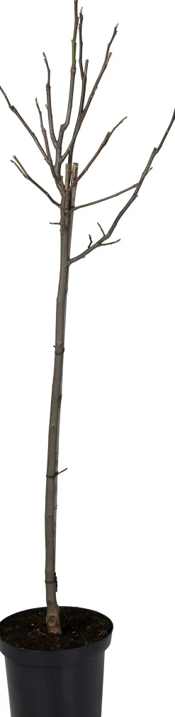 Magnolie (Magnolia 'Galaxy') D 27 H 80 cm