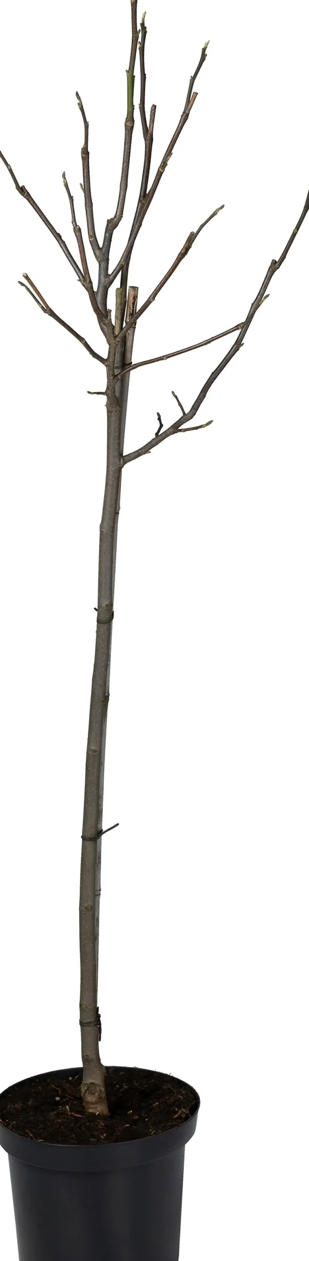 Magnolie (Magnolia 'Galaxy') D 27 H 80 cm