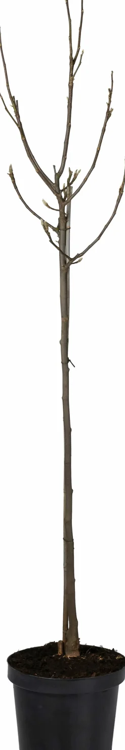 Magnolie (Magnolia soulangeana 'Susan') D 27 H 90 cm