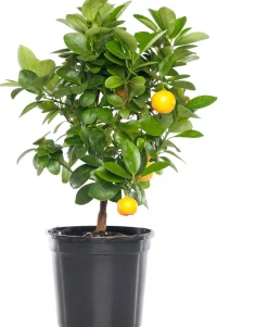 Mandarinenbaum (Citrus sinensis 'Calamondin') D 20 H 70 cm