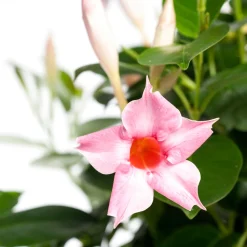 Mandevilla Pyramide (Dipladenia 'Cream Pink') D 17 H 70 cm