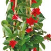 Mandevilla Pyramide (Dipladenia 'Sundaville') rot D 17 H 70 cm