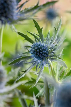 Mannstreu (Eryngium planum) D 9 H 5 cm