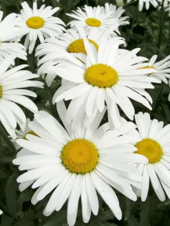 Margerite (Leucanthemum superbum 'Silberprinzesschen') D 9 H 5 cm