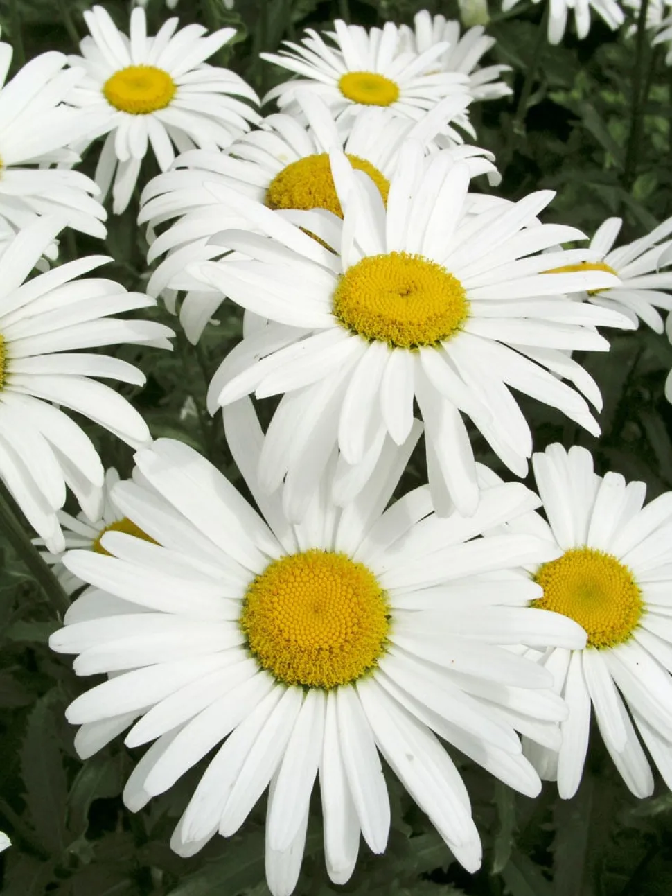Margerite (Leucanthemum superbum 'Silberprinzesschen') D 9 H 5 cm