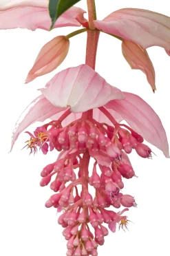 Medinille (Medinilla magnifica) D 17 H 50 cm