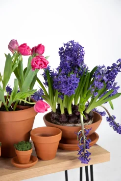 Mega Collections Terracotta Untersetzer D 9 H 1,5 cm