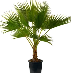 Mexikanische Washingtonpalme (Washingtonia robusta) D 24 H 120 cm