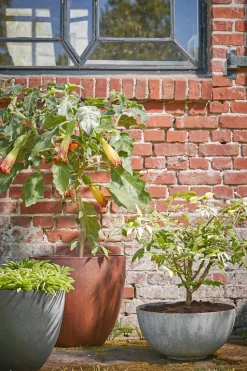 Mica Decorations Pflanzschale Bravo grau D 55 H 26 cm