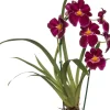 Miltonia-Orchidee (Miltonia) Ø 12 cm H 50 cm