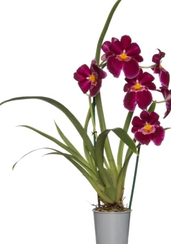 Miltonia-Orchidee (Miltonia) Ø 12 cm H 50 cm