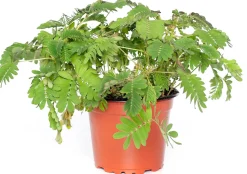 Mimose (Mimosa pudica) D 9 H 13 cm