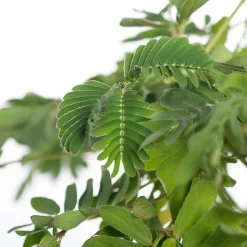 Mimose (Mimosa pudica) D 9 H 13 cm