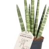 Mini Bogenhanf (Sansevieria cylindrica 'Rocket') D 6 H 25 cm
