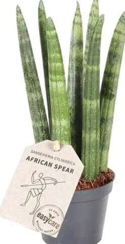 Mini Bogenhanf (Sansevieria cylindrica 'Straight') D 6 H 25 cm